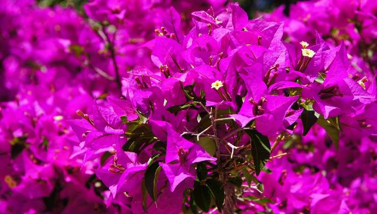 Bouganvillea fiorita 