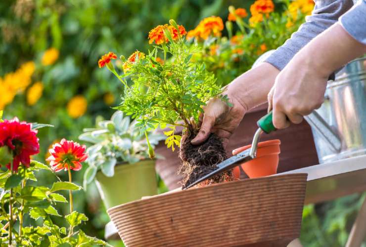 Cura di piante e fiori