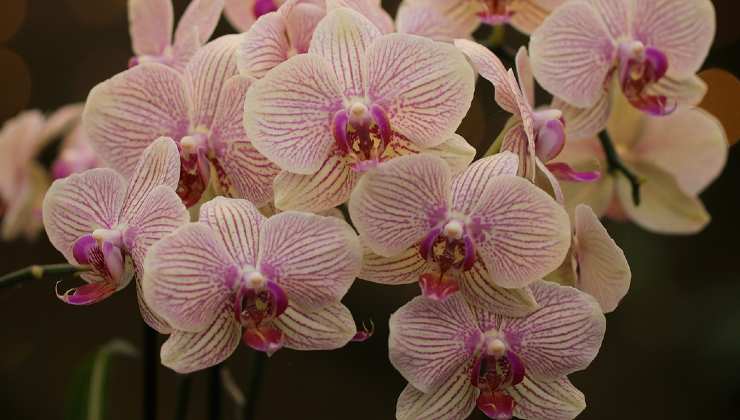 foglie orchidea 