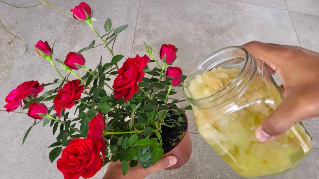 Usalo per le tue rose in balcone o giardino e fioriranno perfino fuori