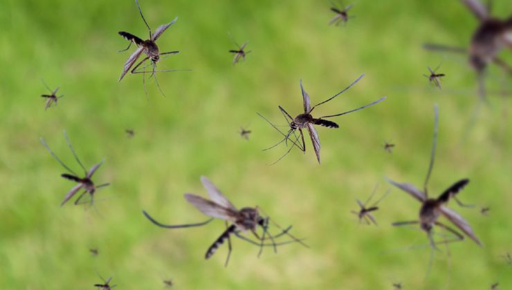 Invasione di zanzare