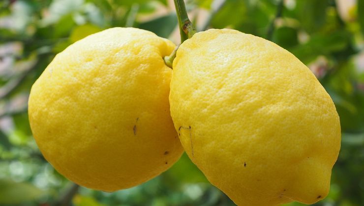 limones pegados a la planta
