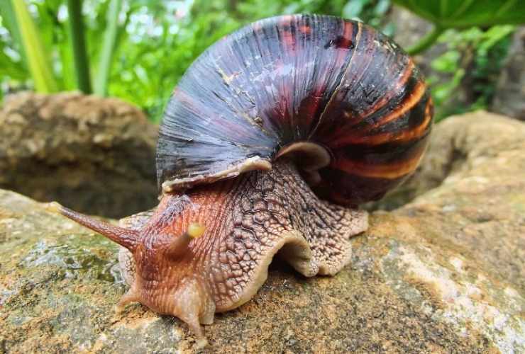 Lumaca gigante africana