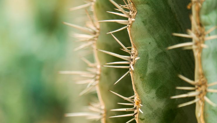 Método Cactus para expertos