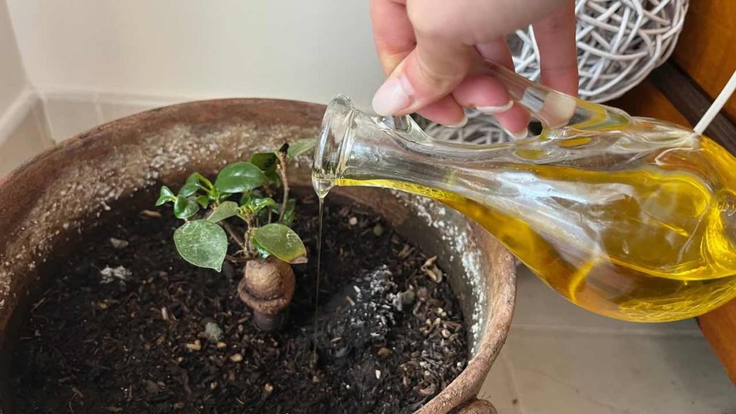 Viele haben begonnen, Olivenöl auf die Pflanzen zu gießen der unerwartete Grund ideen und tipps