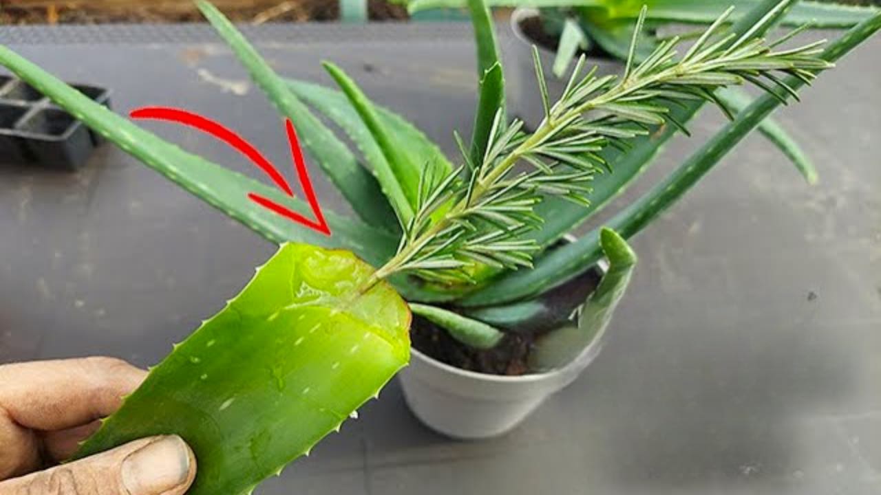 pianta aloe e rosmarino