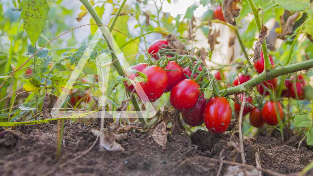 pomodori orto