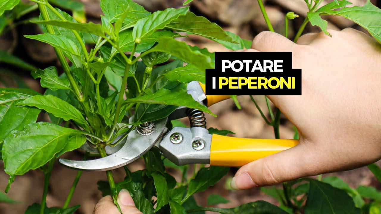 potare i peperoni