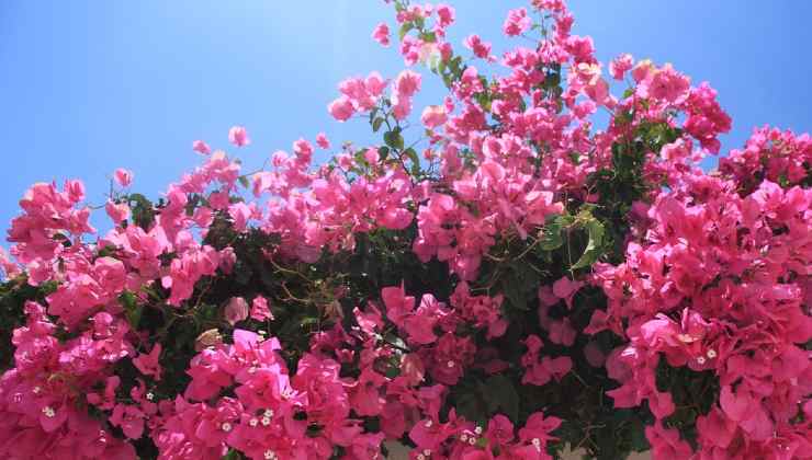 Propagare i rami di bouganvillea