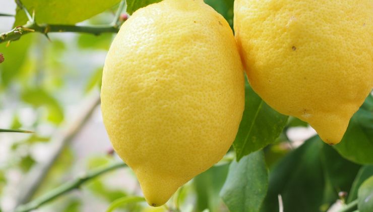 sběr citronu