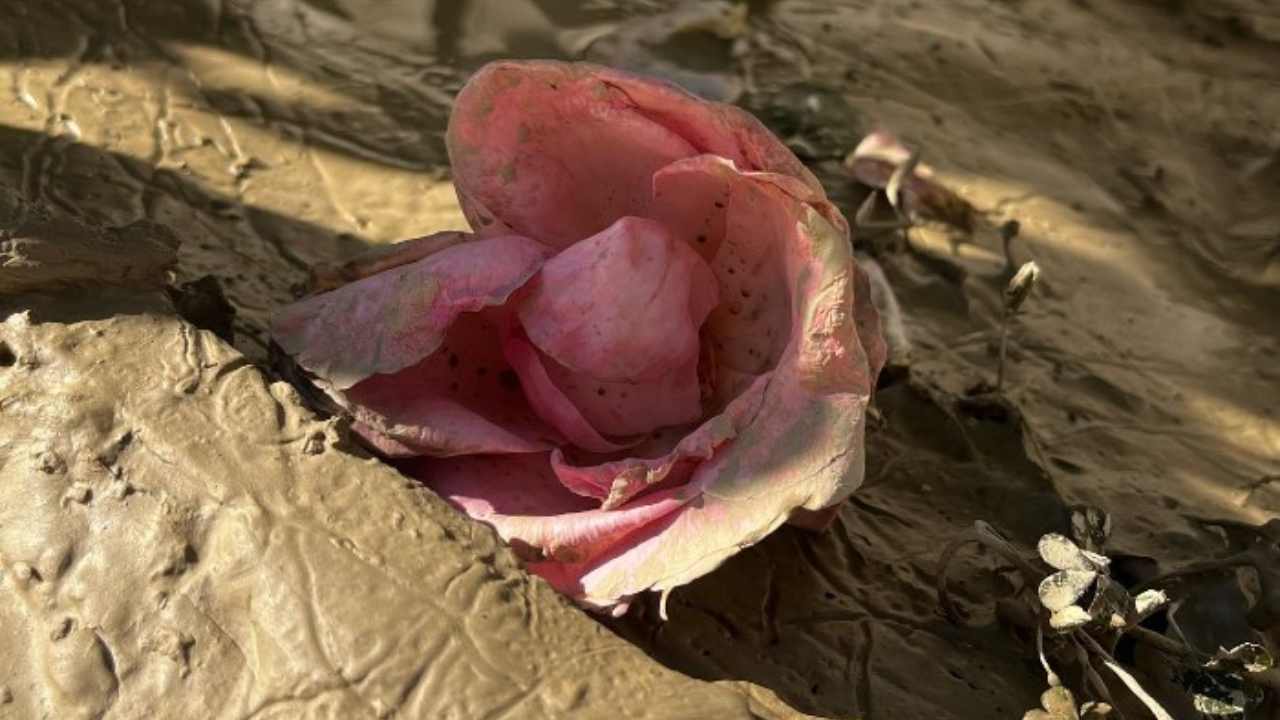 rosa fango