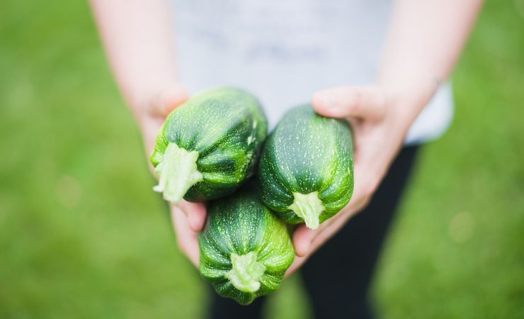 Zucchine come coltivarle 