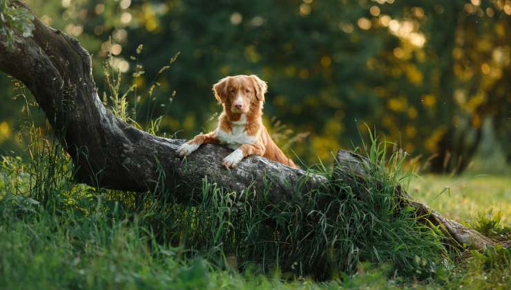 Si affaccia alla finestra e nota qualcosa tra gli alberi 