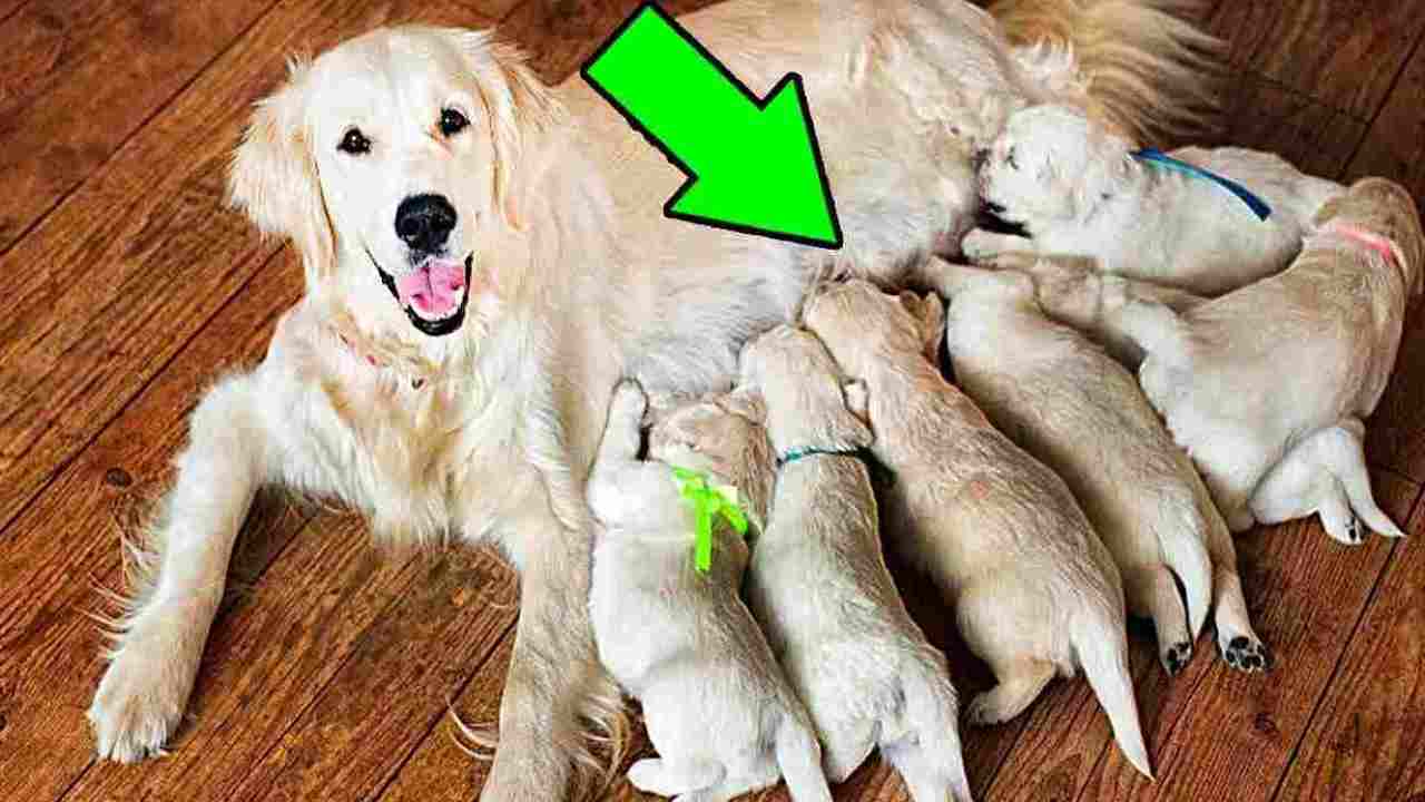 Cane partorisce ma il veterinario scopre che non sono cuccioli