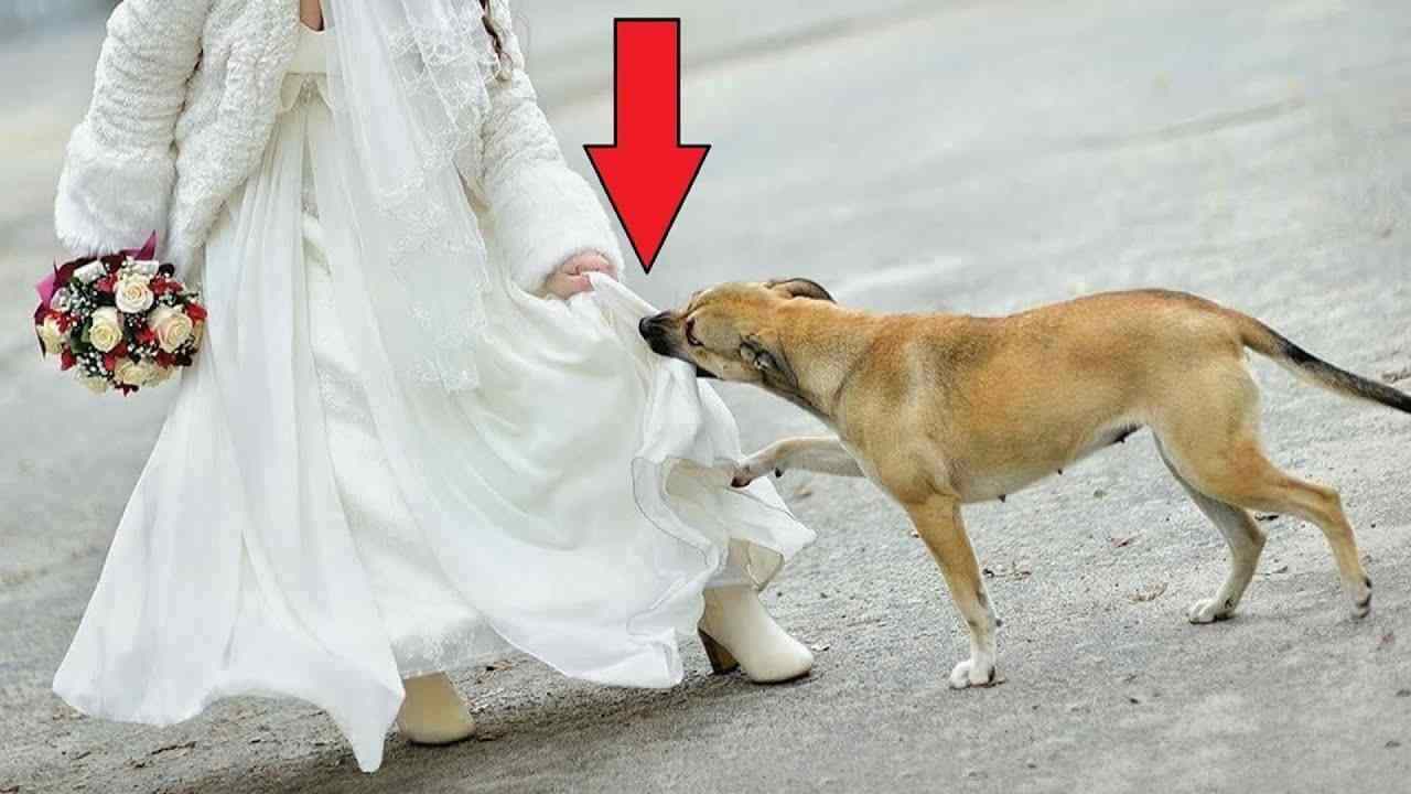 Nessuno sapeva cosa nascondeva sotto il vestito: cane salva tutti