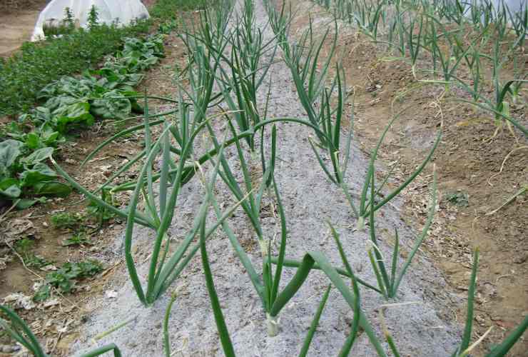 Ash to protect the onions