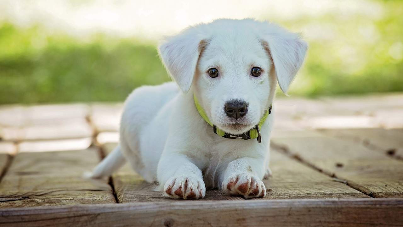 Cucciolo di cane