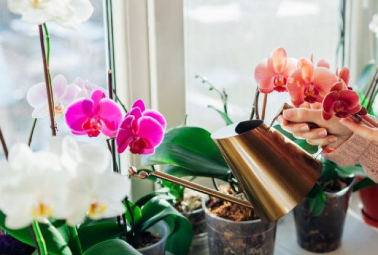 Wie man Orchideen pflegt