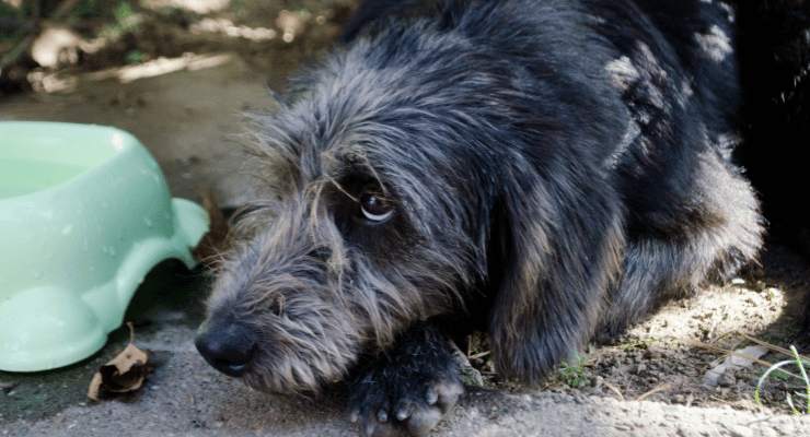 Da lupo a cane abbandonato Da lupo a cane abbandonato