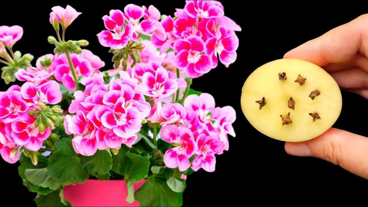 Flores y patata