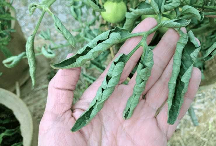 Pianta di pomodoro con foglie arricciate