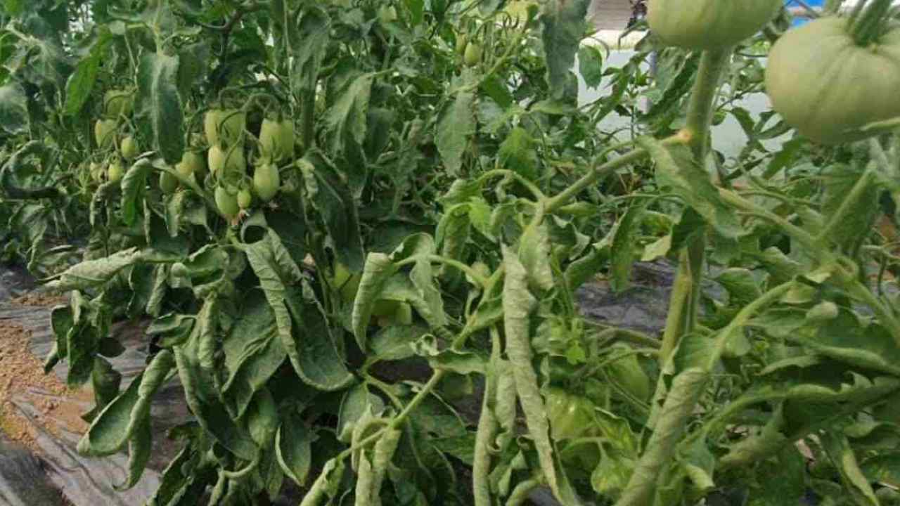 Scopriamo perché le foglie di pomodoro sono spesso attorcigliate