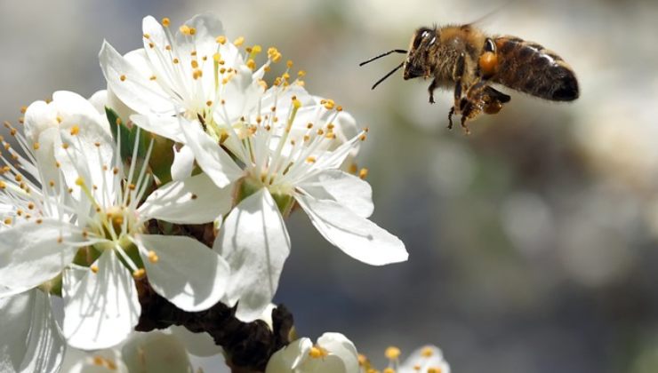 Come salvare l'impollinazione 