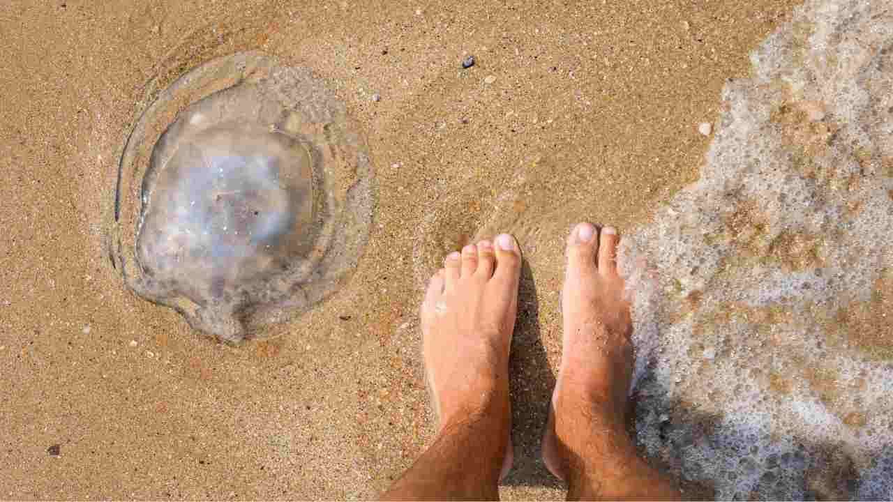 Spiagge italiane, questi i mari pieni di meduse