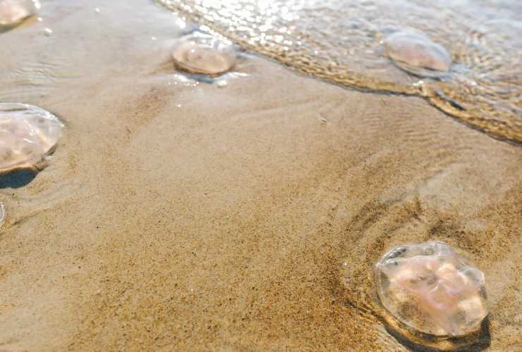 Meduse su spiaggia e in acqua