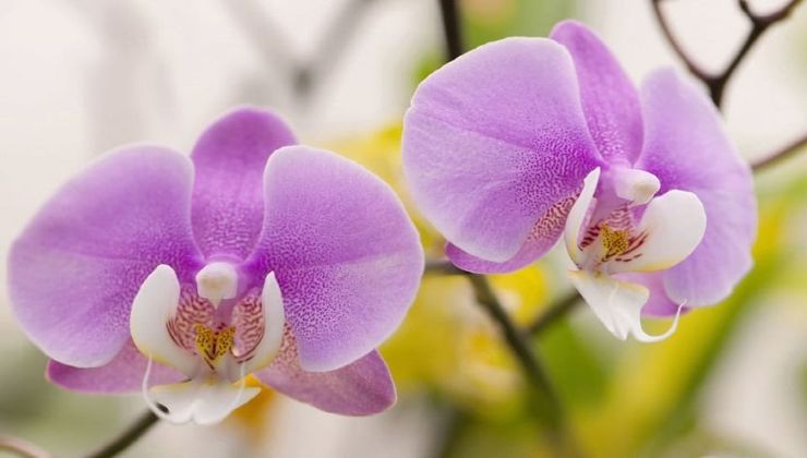 Orchidée en fleurs