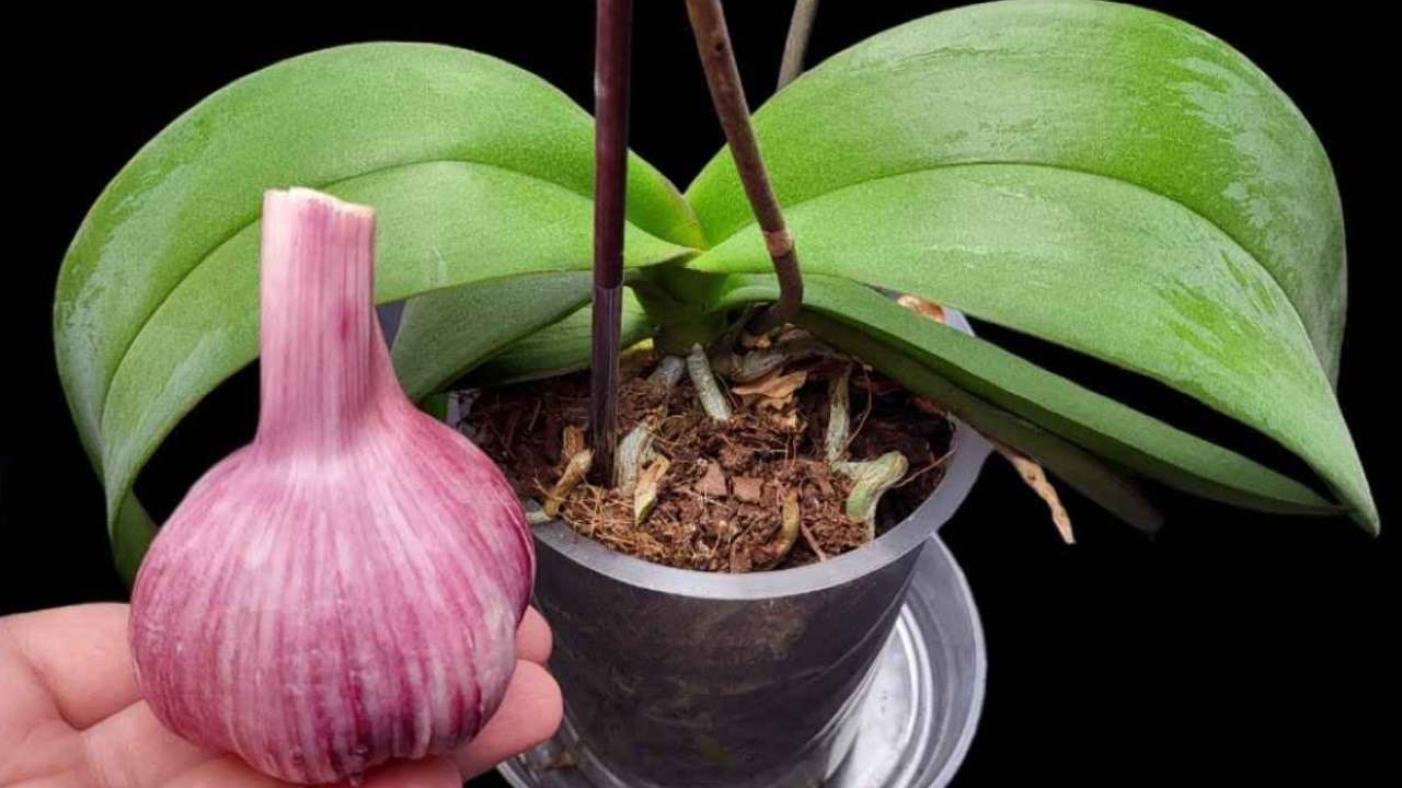 La orquídea florecerá durante un año con esta receta