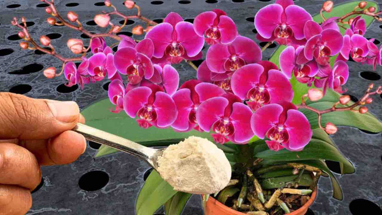 Orchidées luxuriantes
