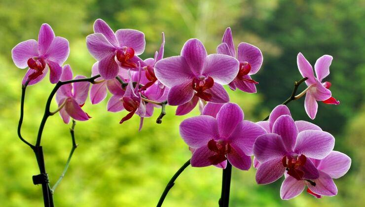 Orchidee