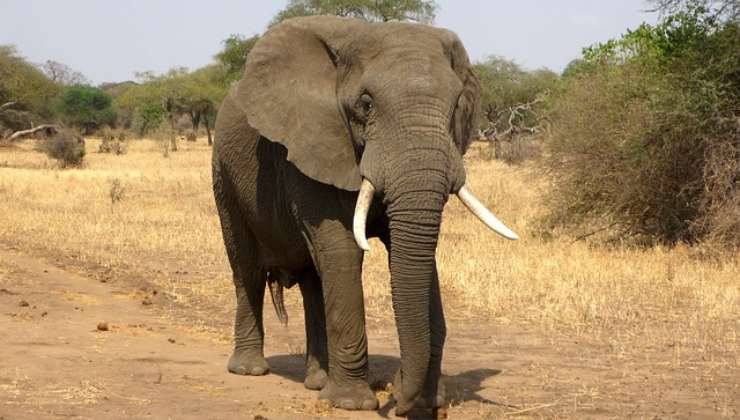 Salvato un elefante in pericolo