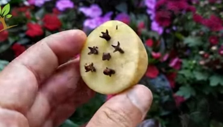 Potato and cloves to make a natural fertilizer