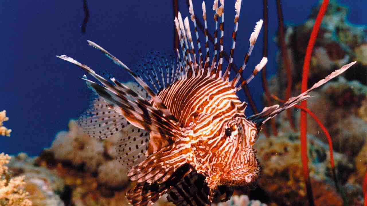 Pesce scorpione