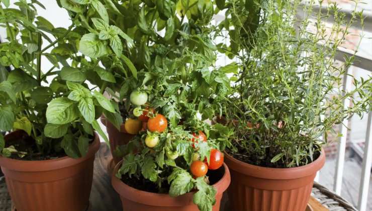 Pianta di pomodoro su balcone