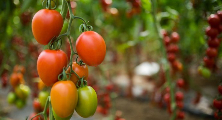 Piante di pomodoro