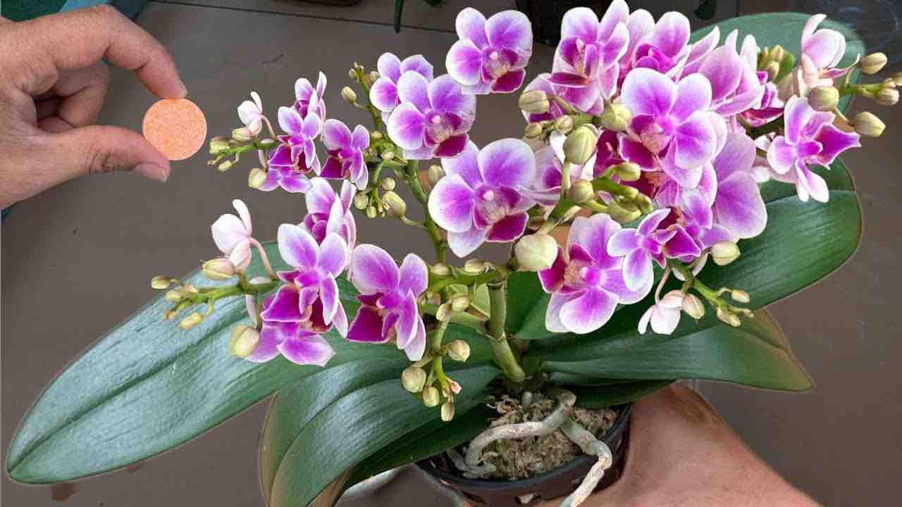 Pillola per orchidea