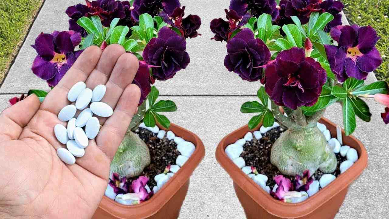 Pilules dans les plantes