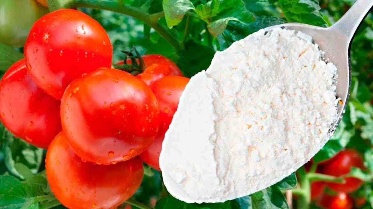 Rimedio per l'immunità di cetrioli, peperoni e pomodori