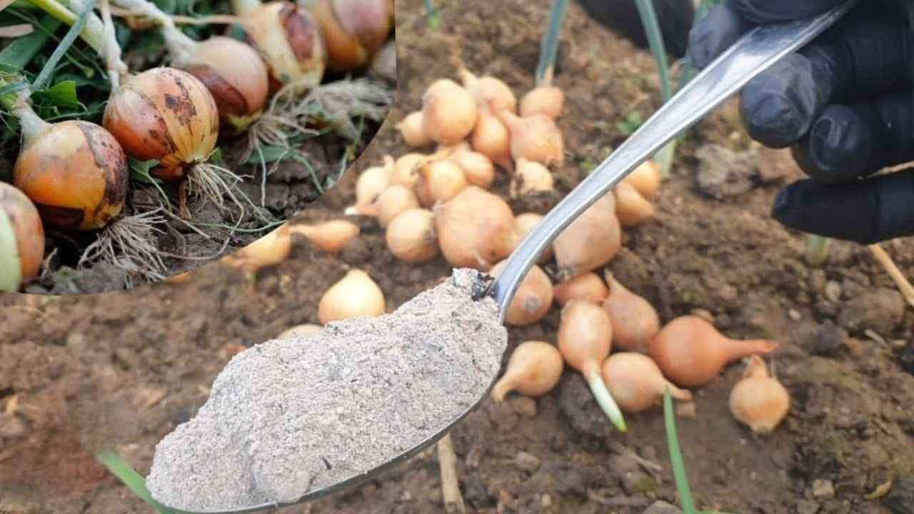 Spargilo nell'orto questo ingrediente per proteggere le cipolle