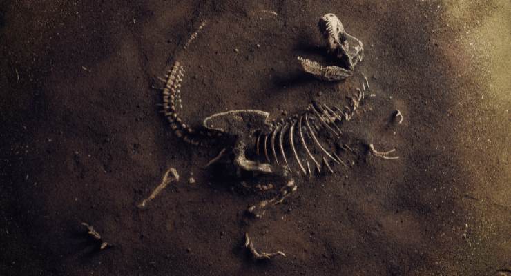 Scoperta nuova specie di dinosauro