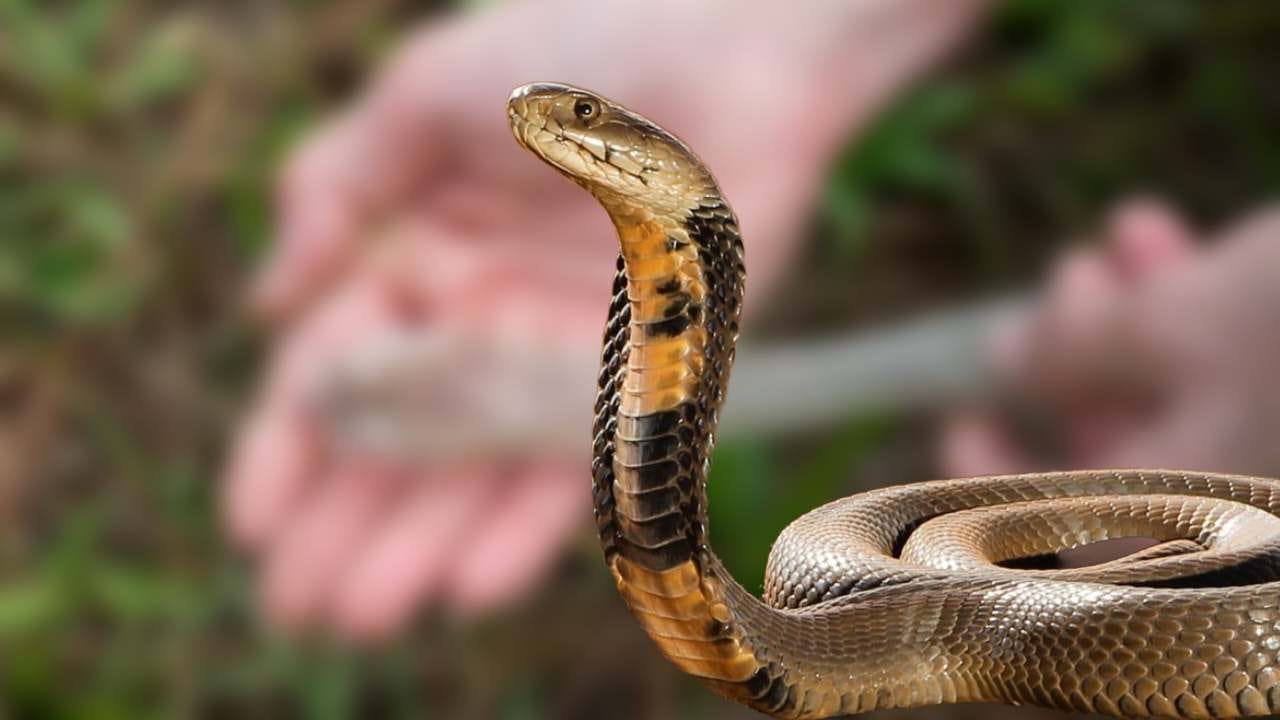Come scoprire se un serpente si nasconde a casa tua