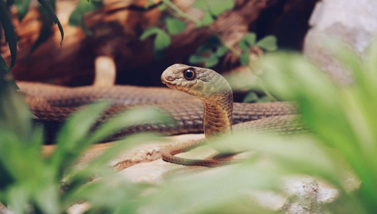 Serpente in giardino