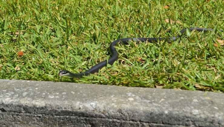 Serpente in giardino