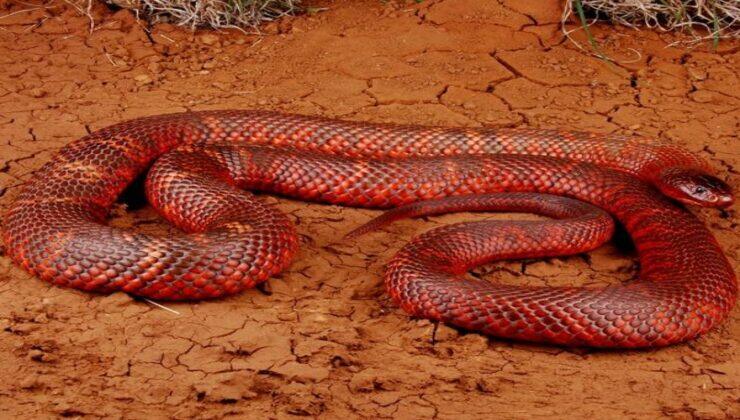 Serpente rosso