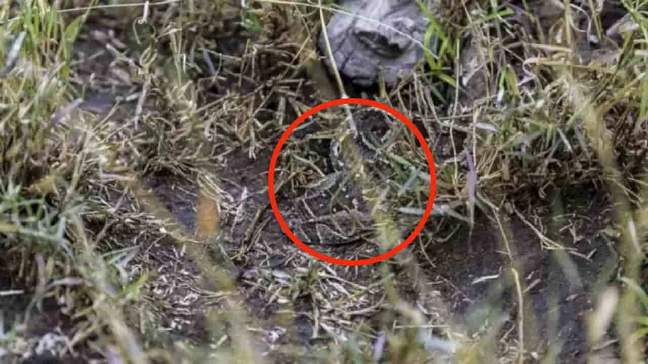 Serpenti in giardino