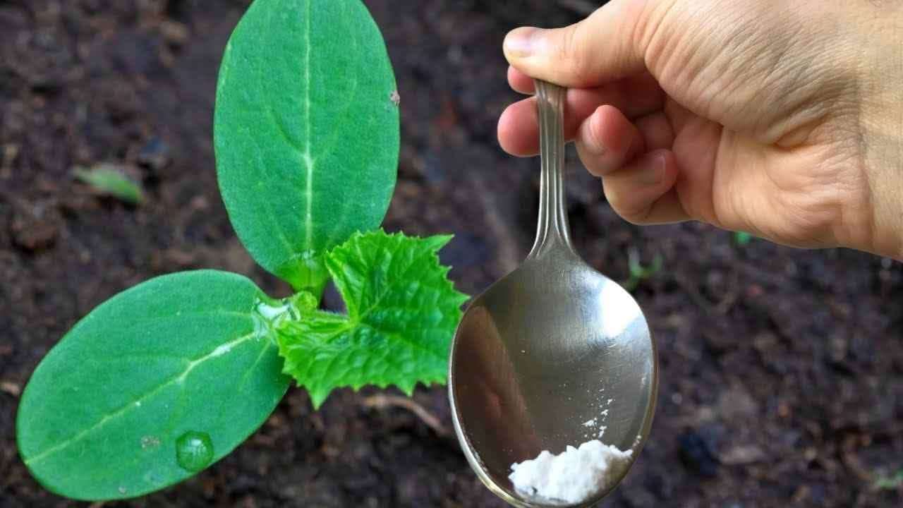 Una cucharada por cada pepino y tendrás una cosecha abundante