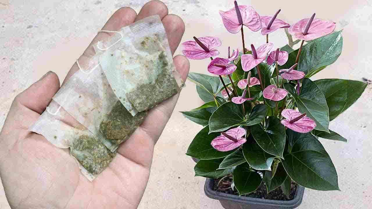 Técnica para tener un Anthurium con muchas flores